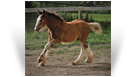 ~ Northern Lights Cosmic Caper ~ '16 colt out of Rose - owned by NLR - Currently offered for sale